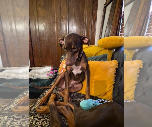 Medium Photo #5 Doberman Pinscher Puppy For Sale in Minneaoplis, MN, USA