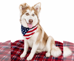 Small Siberian Husky