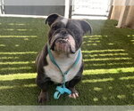Small Bulldog