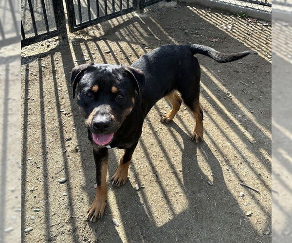 Medium Photo #1 Rottweiler Puppy For Sale in Riverside, CA, USA