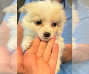 American Eskimo Dog (Toy)-Papillon Mix Puppy for sale in MONTGOMERY CREEK, CA, USA