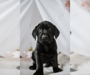 Labrador Retriever Puppy for sale in RIGBY, ID, USA