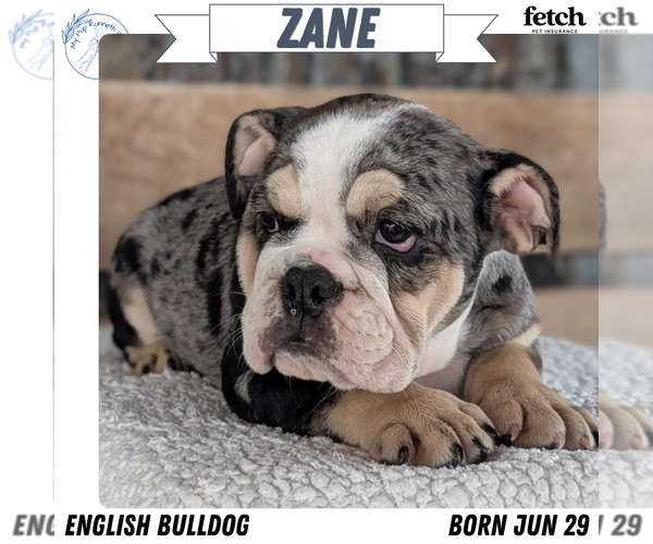 Medium Photo #1 English Bulldog Puppy For Sale in GOSHEN, IN, USA