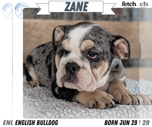 Medium English Bulldog