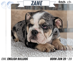 Puppy Zane English Bulldog