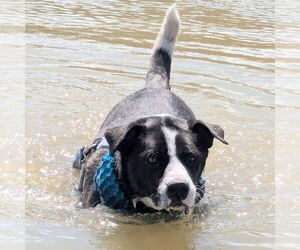 Mutt Dogs for adoption in Chinook, MT, USA