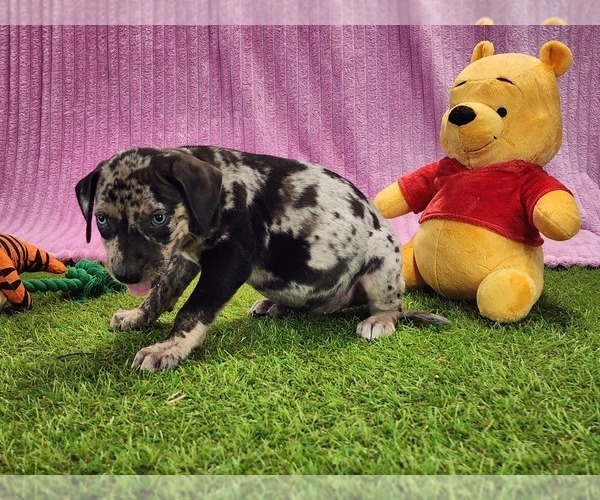 Medium Photo #8 Catahoula Leopard Dog Puppy For Sale in CUMBY, TX, USA
