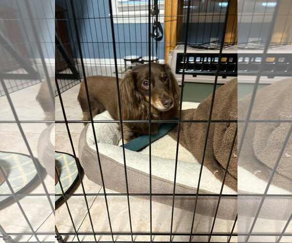 Medium Photo #2 Dachshund Puppy For Sale in Fruitland, SC, USA