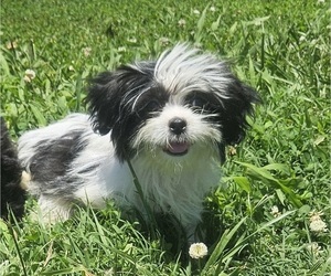 Shorkie Tzu Puppy for sale in WALSH, IL, USA