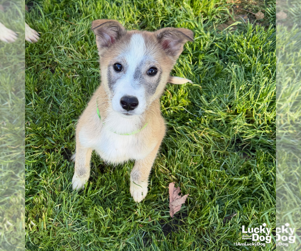 Medium Photo #4 Australian Shepherd-Unknown Mix Puppy For Sale in Washington, DC, USA