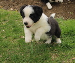 Small Photo #6 Border Collie Puppy For Sale in BRYANTOWN, MD, USA