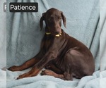 Small #4 Doberman Pinscher