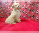 Small #7 F2 Aussiedoodle