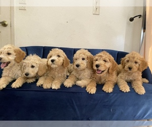 Goldendoodle Dog for Adoption in REDLANDS, California USA