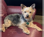 Small #1 Mutt
