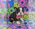 Small Photo #3 Boston Terrier Puppy For Sale in COCHRANVILLE, PA, USA