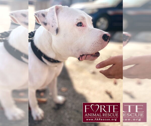 Medium Photo #3 American Staffordshire Terrier-Unknown Mix Puppy For Sale in Marina del Rey, CA, USA