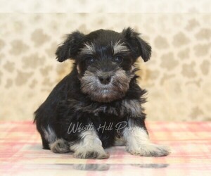 Schnauzer (Miniature) Puppy for sale in DENVER, PA, USA
