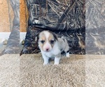 Puppy 3 Mini Australian Shepterrier-Pembroke Welsh Corgi Mix