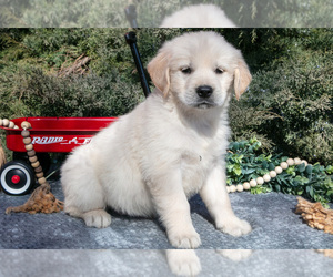 Medium English Cream Golden Retriever