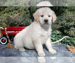 Puppy Maverick English Cream Golden Retriever
