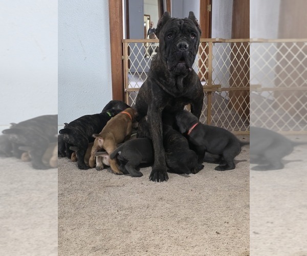 Medium Photo #6 Cane Corso Puppy For Sale in BLANCA, CO, USA