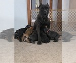 Small #5 Cane Corso