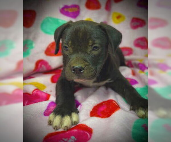 Medium Photo #4 Bulldog-Labrador Retriever Mix Puppy For Sale in Pleasanton, TX, USA