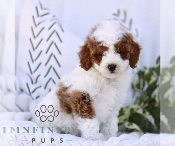 Medium Photo #3 Cavapoo (Miniature) Puppy For Sale in ELIZABETHTOWN, PA, USA