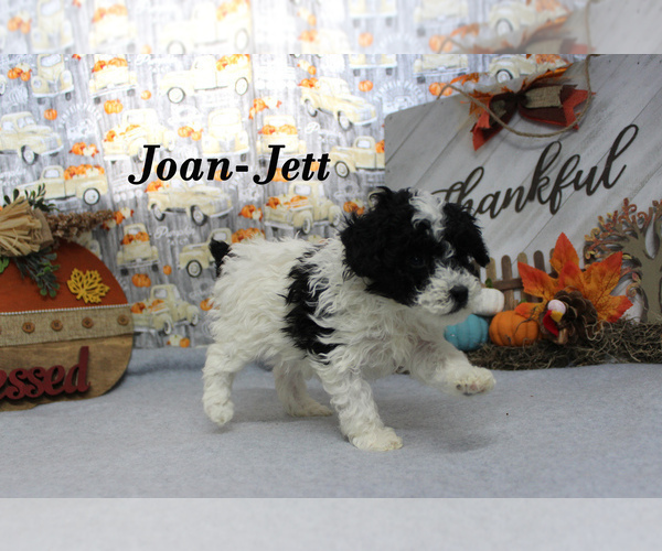 Medium Photo #3 Poodle (Toy) Puppy For Sale in CHANUTE, KS, USA