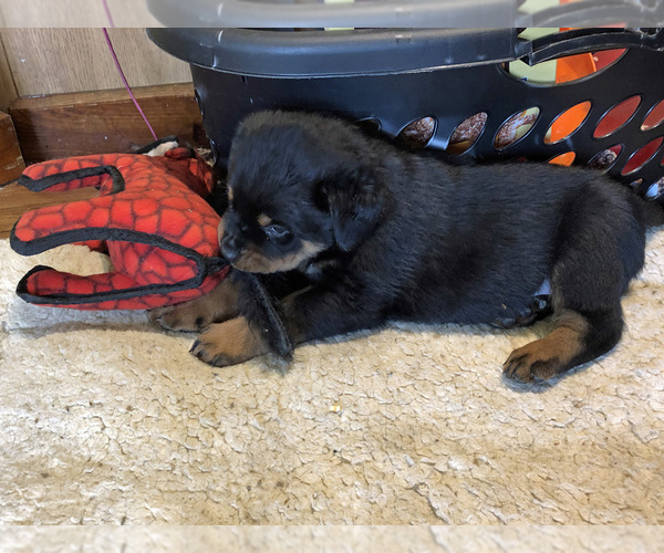 Medium Photo #3 Rottweiler Puppy For Sale in INDIANAPOLIS, IN, USA