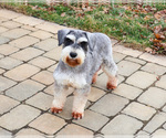 Small Photo #1 Schnauzer (Miniature) Puppy For Sale in SYRACUSE, IN, USA