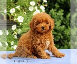 Small #2 Cavapoo