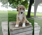 Small Photo #2 Goldendoodle (Miniature) Puppy For Sale in MIDDLEBURY, IN, USA
