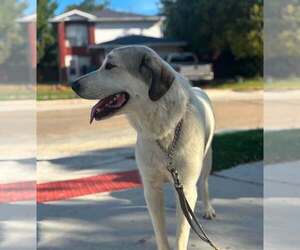Cisco - Male Great Pyrenees-Unknown Mix Dog for Adoption - Photo #4