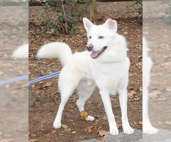 Medium Photo #1 Siberian Husky-Unknown Mix Puppy For Sale in Lake Wylie, SC, USA