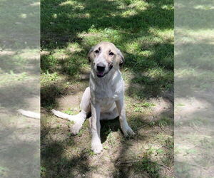 Anatolian Shepherd-Saint Bernard Mix Dogs for adoption in Bolivar, MO, USA