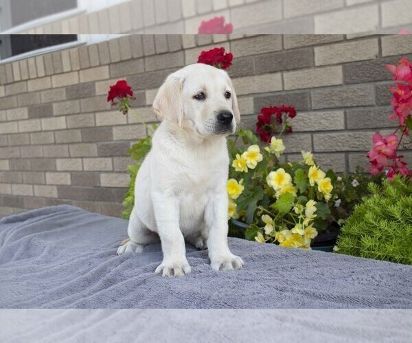Medium Photo #2 Labrador Retriever Puppy For Sale in MILLERSBURG, OH, USA