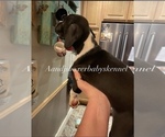 Small Photo #2 Boxer Puppy For Sale in DAYTON, OH, USA