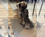 Small Photo #13 Mastiff Puppy For Sale in MIDDLETOWN, DE, USA
