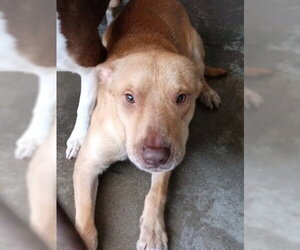 Mutt Dogs for adoption in San Bernardino, CA, USA
