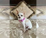 Small #2 Chihuahua