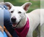 Small Anatolian Shepherd Mix