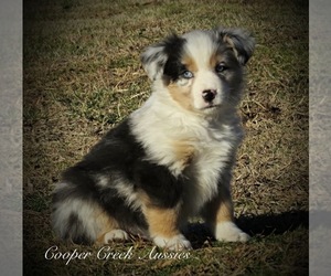 Miniature Australian Shepherd Puppy for sale in SMITHVILLE, AR, USA