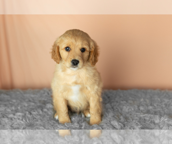 Medium Photo #2 Golden Cavadoodle Puppy For Sale in MILLERSBURG, IN, USA