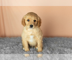Small #1 Golden Cavadoodle