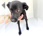 Small #1 Labrador Retriever Mix