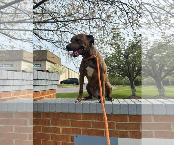 Medium Photo #2 American Pit Bull Terrier-Unknown Mix Puppy For Sale in Front Royal, VA, USA