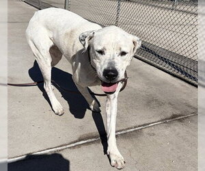 Dalmatian-Unknown Mix Dogs for adoption in Denver, CO, USA