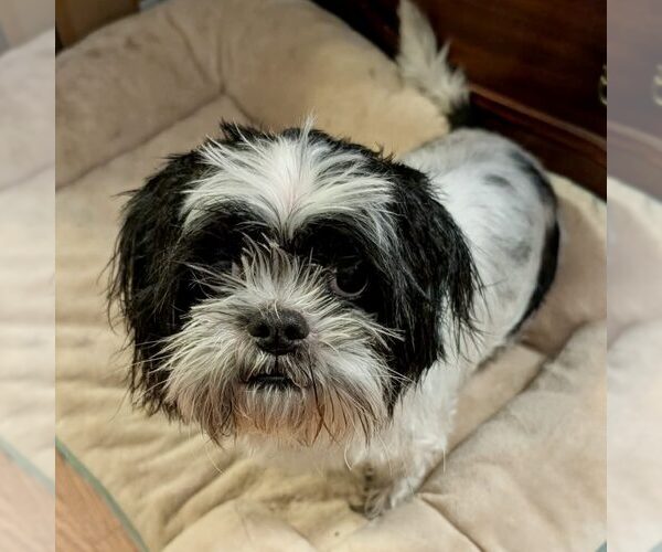 Medium Photo #1 Shih Tzu Puppy For Sale in Spring Lake, NC, USA